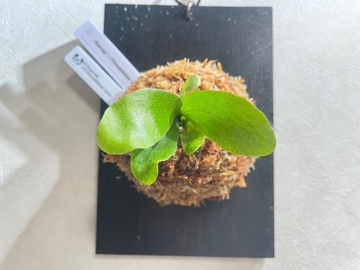 【観葉植物】ビカクシダFoon-siqi' × Diversifolium' spore
