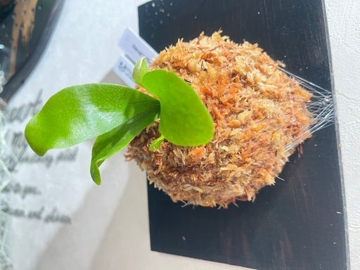 【観葉植物】ビカクシダFoon-siqi' × Diversifolium' sporeの写真2枚目