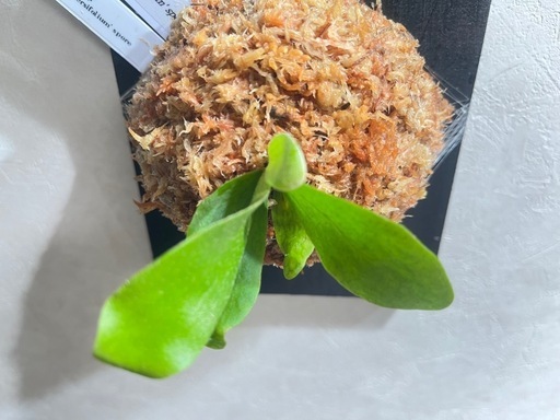 【観葉植物】ビカクシダFoon-siqi' × Diversifolium' sporeの写真3枚目