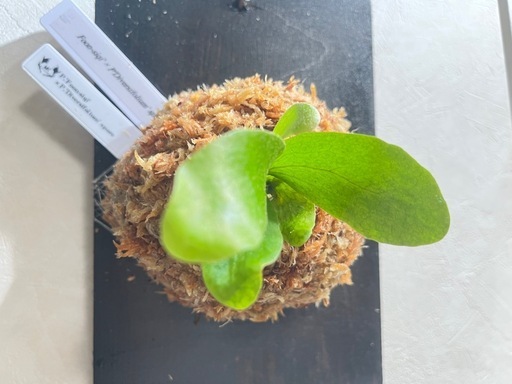 【観葉植物】ビカクシダFoon-siqi' × Diversifolium' sporeの写真4枚目