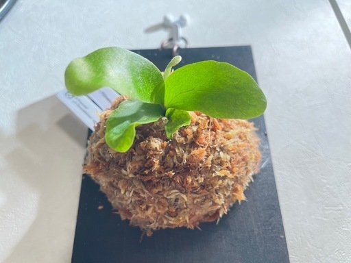 【観葉植物】ビカクシダFoon-siqi' × Diversifolium' sporeの写真5枚目