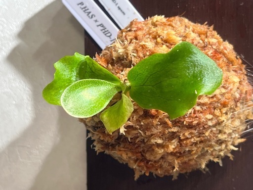 【観葉植物】ビカクシダHAS × HD-1' spore