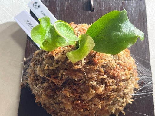 【観葉植物】ビカクシダHAS × HD-1' sporeの写真2枚目