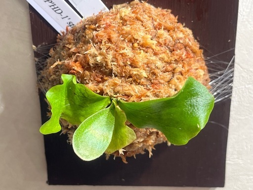 【観葉植物】ビカクシダHAS × HD-1' sporeの写真3枚目