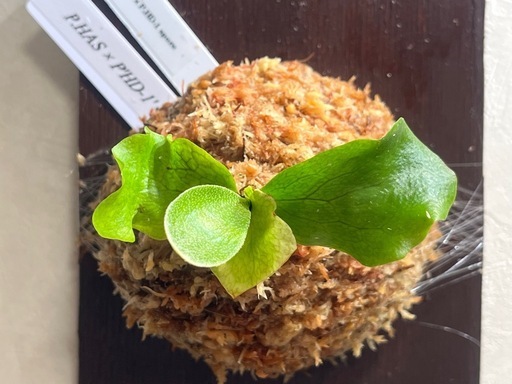 【観葉植物】ビカクシダHAS × HD-1' sporeの写真4枚目