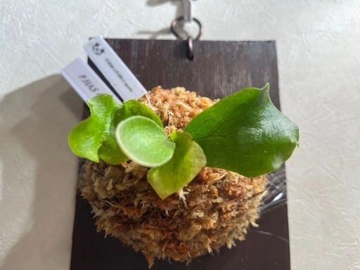 【観葉植物】ビカクシダHAS × HD-1' sporeの写真5枚目