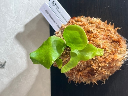 【観葉植物】ビカクシダHillii 'Drummond' × 'Hulahands' spore