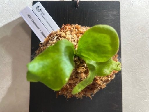 【観葉植物】ビカクシダHillii 'Drummond' × 'Hulahands' sporeの写真4枚目