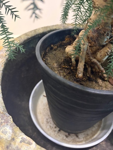 アローカリア｜陶器鉢カバー付き・希少な樹形の写真2枚目