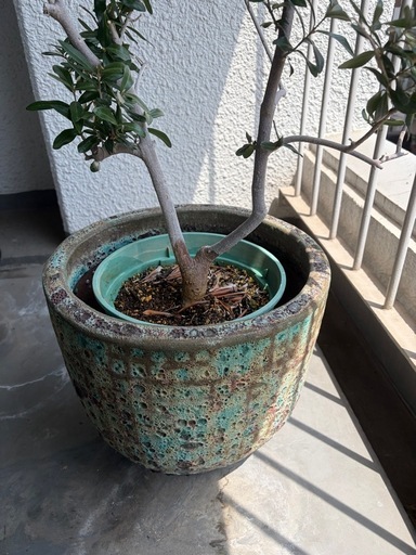 オリーブ｜陶器鉢カバー付きの写真2枚目