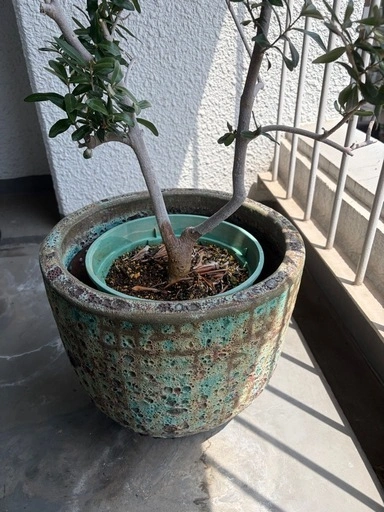 オリーブ|陶器鉢カバー付きの写真2枚目