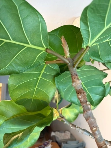 ゴムの木(フィカス)大型・鉢カバー付きの写真2枚目