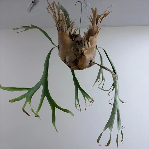 コウモリラン|P. veitchii