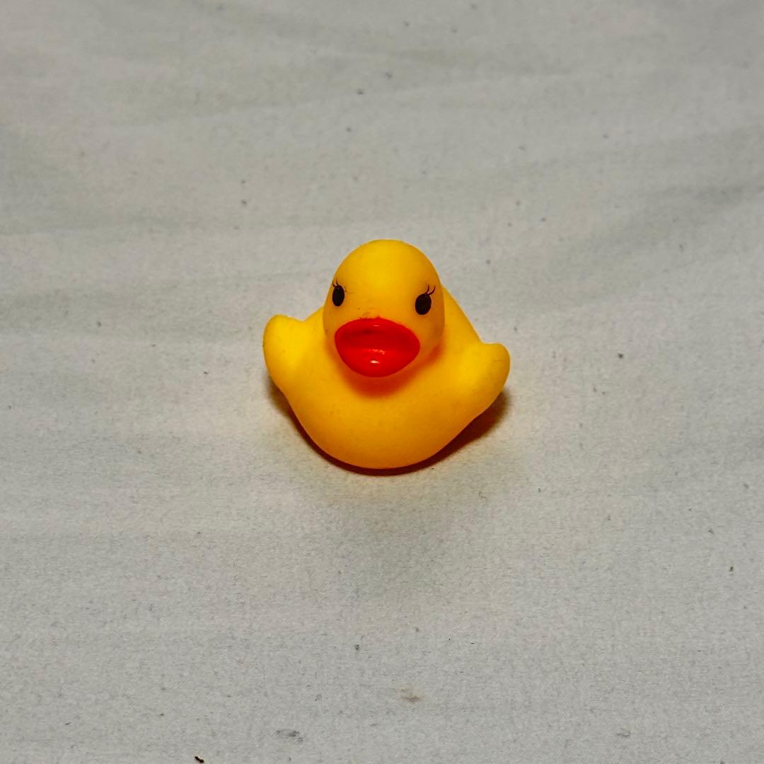 アヒル