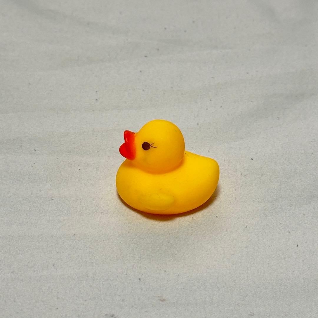 アヒルの写真2枚目