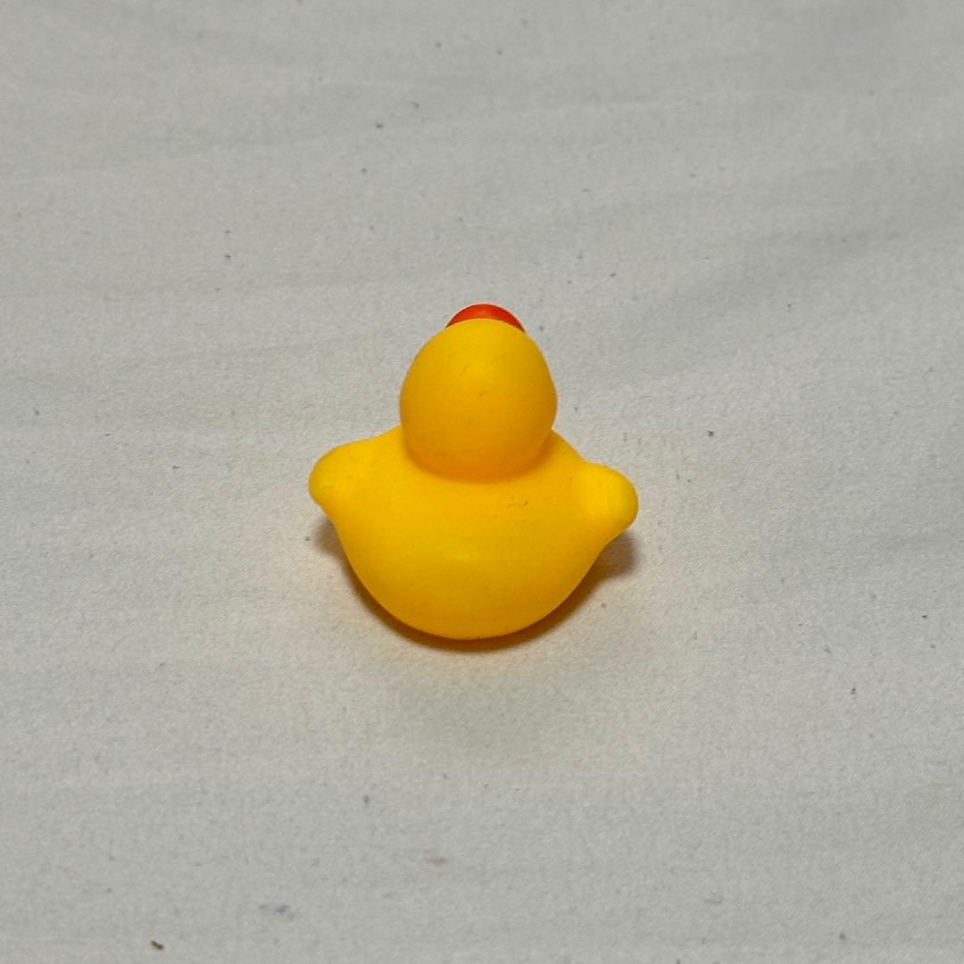 アヒルの写真3枚目