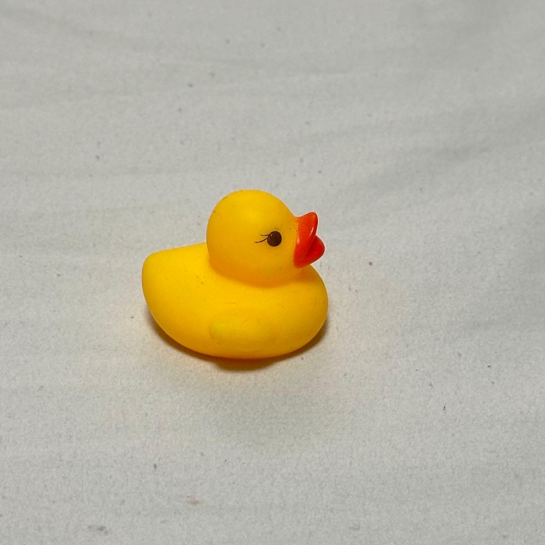 アヒルの写真4枚目