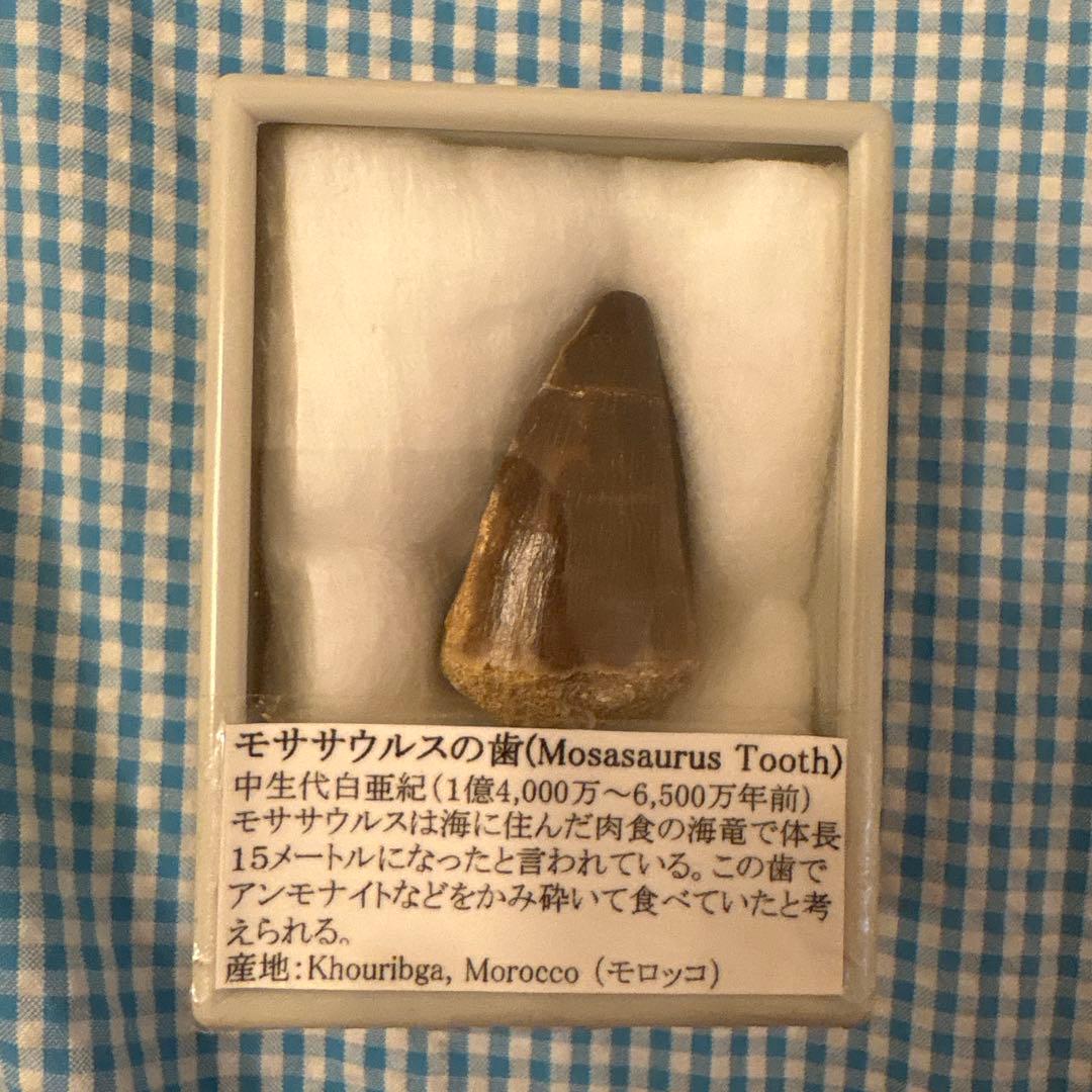 モササウルスの歯 化石 モロッコ産