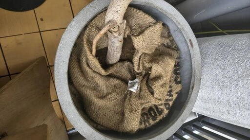 【180cm超】フィカス・アルテシマ 陶器鉢つき 新芽ぐんぐん 観葉植物 大型