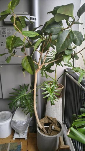 【180cm超】フィカス・アルテシマ 陶器鉢つき 新芽ぐんぐん 観葉植物 大型の写真2枚目