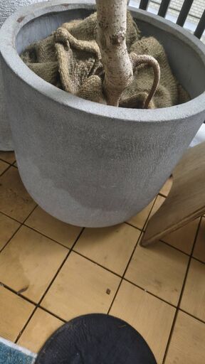 【180cm超】フィカス・アルテシマ 陶器鉢つき 新芽ぐんぐん 観葉植物 大型の写真3枚目