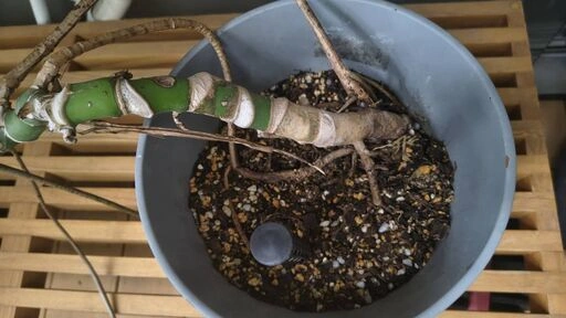 大型モンステラ 発根済みカット株 陶器鉢・受け皿つき 新芽が伸びています 観葉植物の写真2枚目