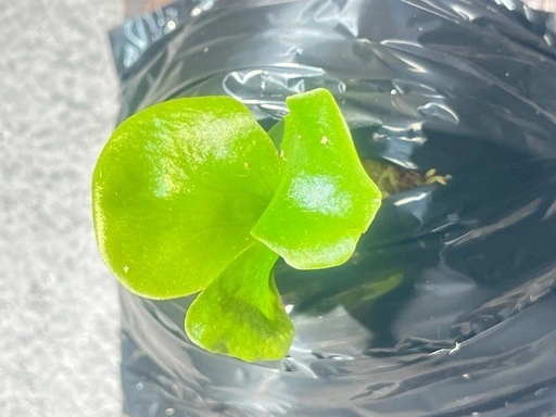 【観葉植物】ビカクシダヒリーキリン幼苗【Hillii Kylin】の写真5枚目