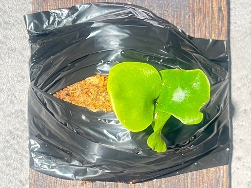 【観葉植物】ビカクシダヒリーキリン幼苗【Hillii Kylin】の写真6枚目