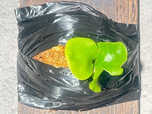 【観葉植物】ビカクシダヒリーキリン幼苗【Hillii Kylin】の写真6枚目