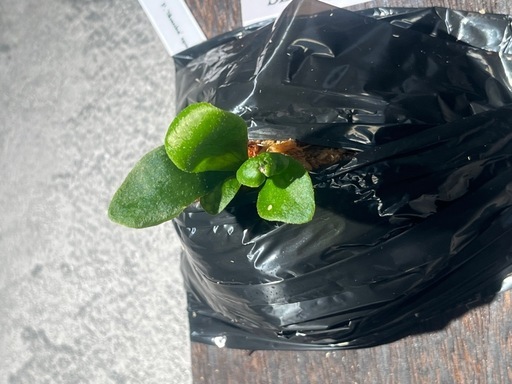 【観葉植物】ビカクシダShanka' sporeの写真4枚目