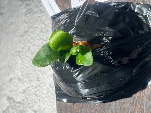 【観葉植物】ビカクシダShanka' sporeの写真4枚目