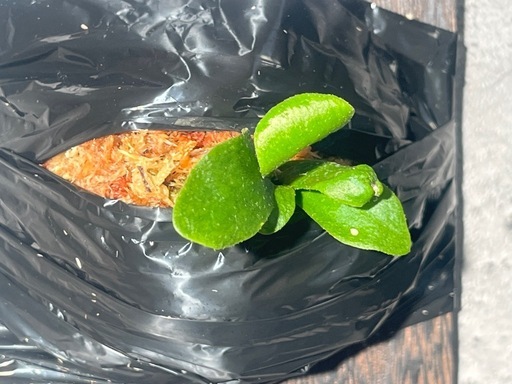 【観葉植物】ビカクシダShanka' sporeの写真5枚目