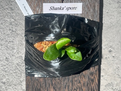 【観葉植物】ビカクシダShanka' sporeの写真6枚目