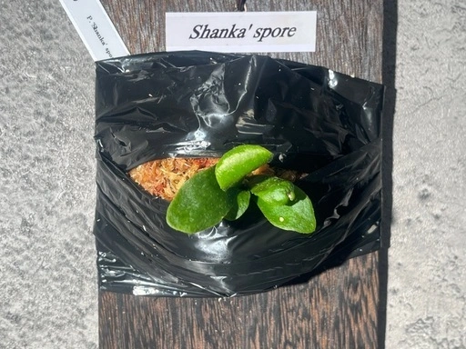 【観葉植物】ビカクシダShanka' sporeの写真6枚目