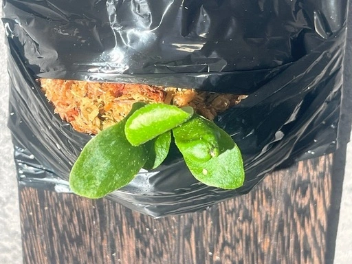 【観葉植物】ビカクシダShanka' sporeの写真7枚目