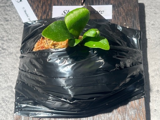 【観葉植物】ビカクシダShanka' sporeの写真8枚目