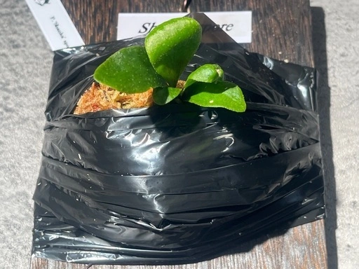 【観葉植物】ビカクシダShanka' sporeの写真8枚目