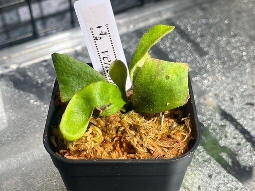 【観葉植物】ビカクシダベイチー🌱✨