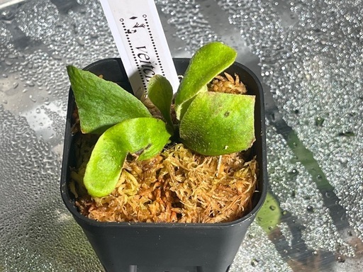 【観葉植物】ビカクシダベイチー🌱✨の写真2枚目