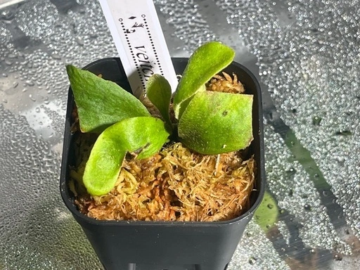 【観葉植物】ビカクシダベイチー🌱✨の写真2枚目