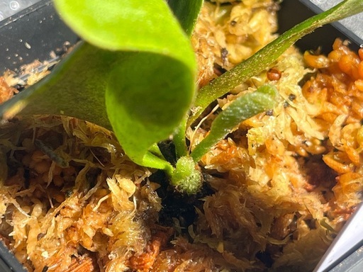 【観葉植物】ビカクシダベイチー🌱✨の写真3枚目