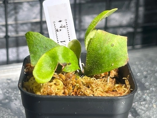 【観葉植物】ビカクシダベイチー🌱✨の写真4枚目