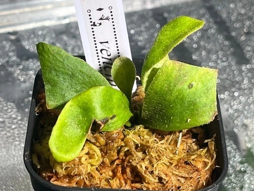 【観葉植物】ビカクシダベイチー🌱✨の写真5枚目