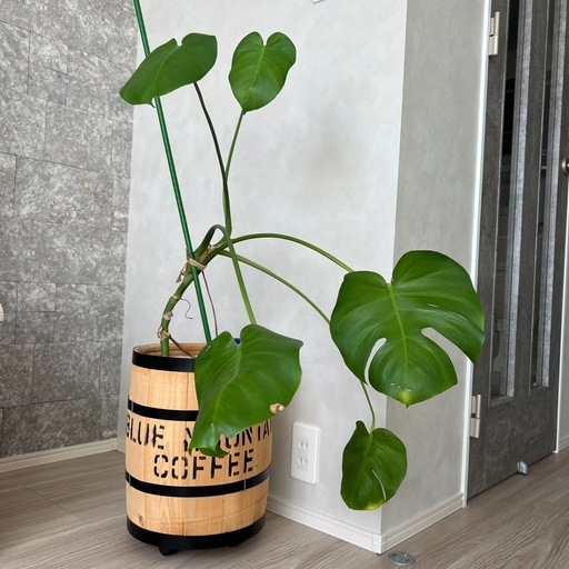 観葉植物　モンステラ