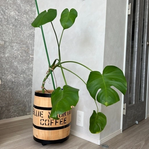 観葉植物 モンステラ