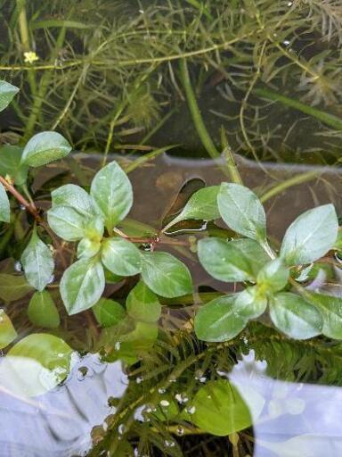 無料♪水草、ルドヴィジア！(ミズユキノシタ)②無農薬栽培