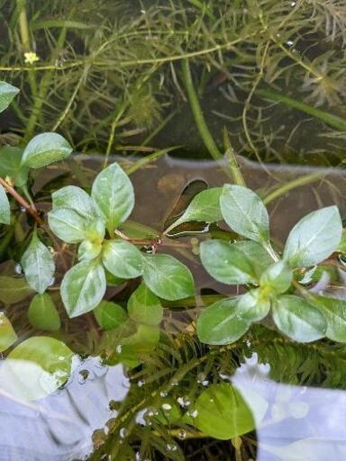 無料♪水草、ルドヴィジア!(ミズユキノシタ)②無農薬栽培