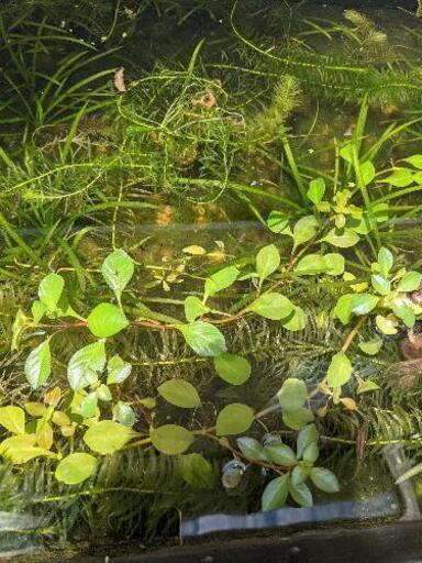 無料♪水草、ルドヴィジア！(ミズユキノシタ)②無農薬栽培の写真2枚目