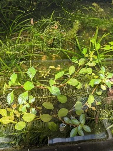 無料♪水草、ルドヴィジア!(ミズユキノシタ)②無農薬栽培の写真2枚目