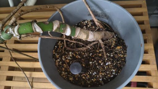 大型モンステラ 陶器鉢・受け皿つき 観葉植物